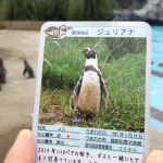 ペンギンのエサやりをするともらえるカード